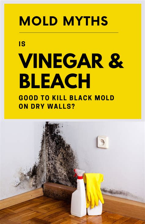 Killing mold with vinegar. Things To Know About Killing mold with vinegar. 